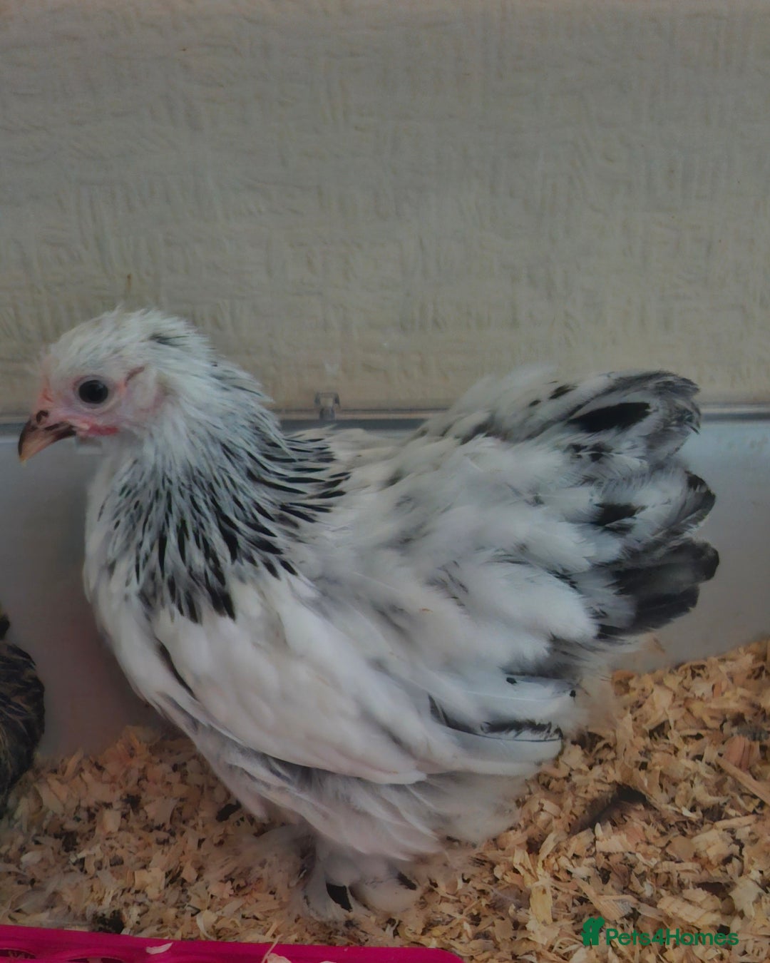 Chickens poultry for sale: 2 pekin pullets - Image 2