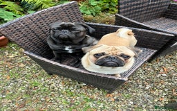 Pug dogs for stud: Jack and Victor -Glaswegian pug brothers for stud - Image 2