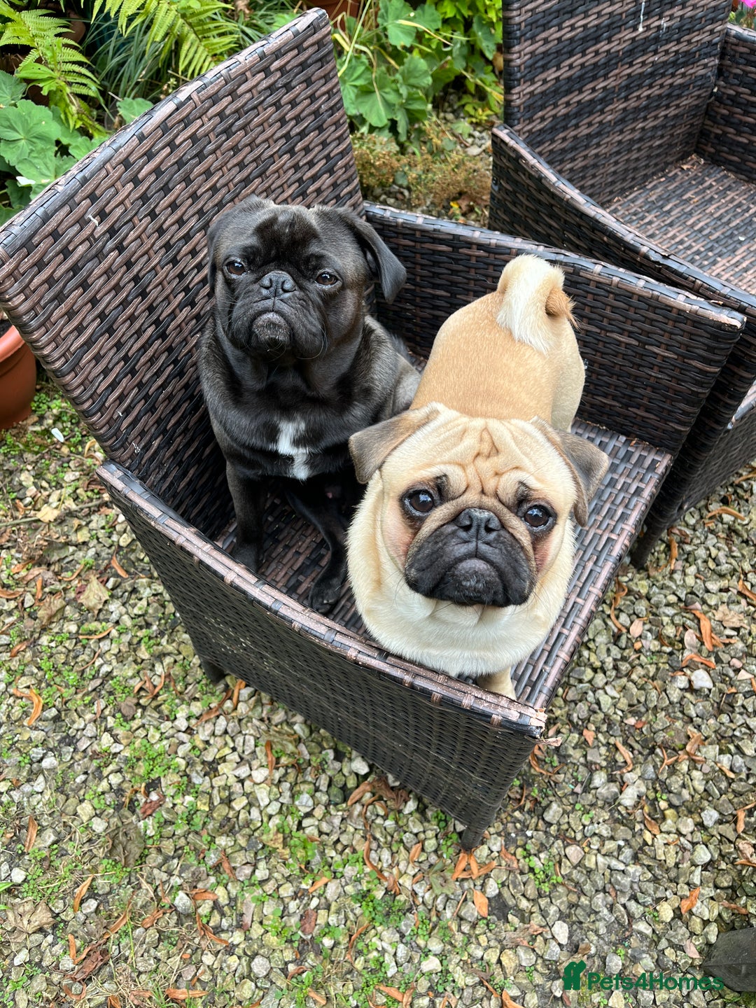 Pug dogs for stud: Jack and Victor -Glaswegian pug brothers for stud - Image 2