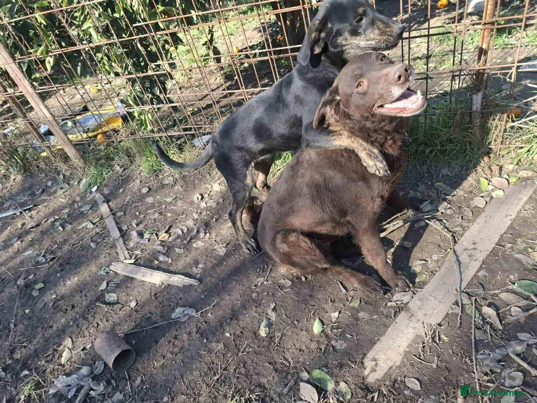 Labrador Retriever dogs for adoption: Moka! - Advert 4