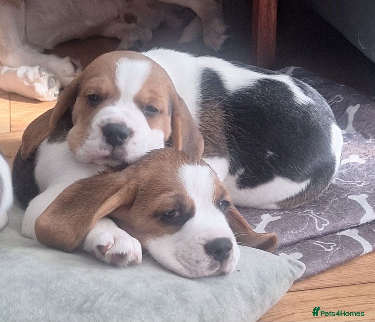 Beagle dogs Beagle puppies  - Advert 1