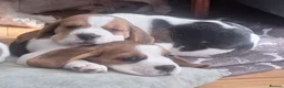 Beagle dogs for sale: Beagle puppies  - Advert 1
