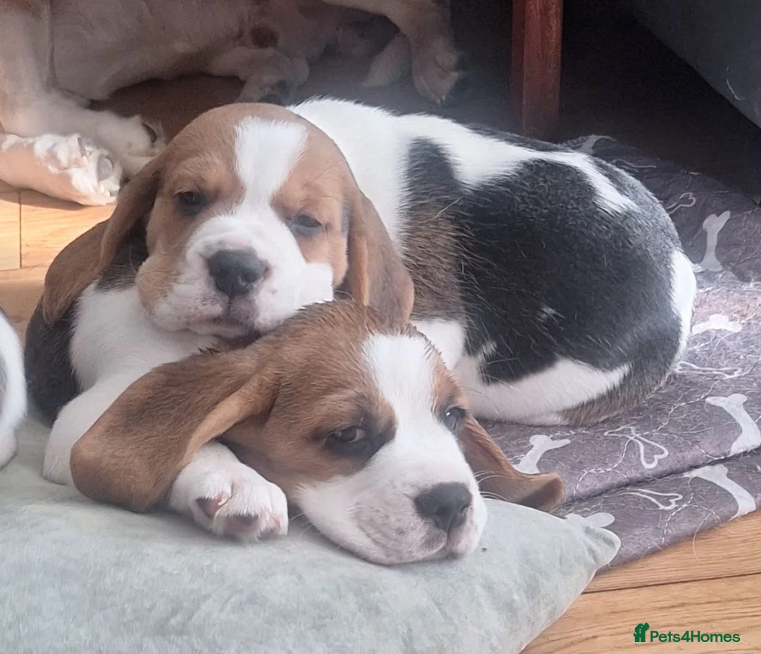 Beagle dogs for sale: Beagle puppies  - Advert 1