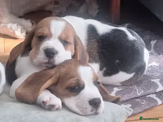 Beagle dogs Beagle puppies - Advert 2
