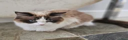 Ragdoll cats for sale: Ragdoll mix - Advert 16