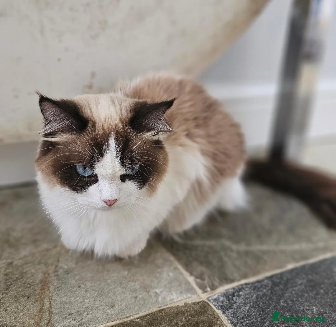 Ragdoll cats for sale: Ragdoll mix - Advert 16