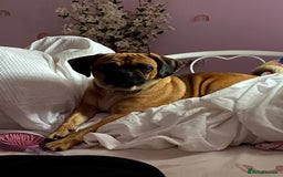 Puggle dogs for sale: Puggle Puppies – Basildon – Ready 12th Dec! - Image 3