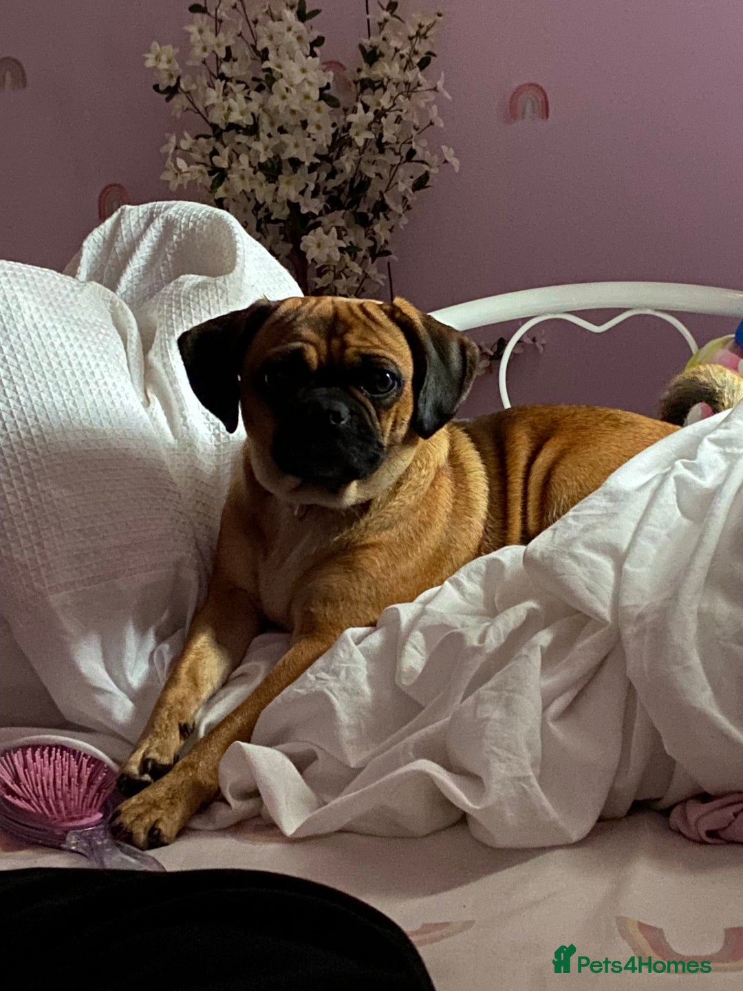 Puggle dogs for sale: Puggle Puppies – Basildon – Ready 12th Dec! - Image 3