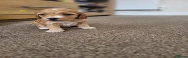 Cockapoo 3