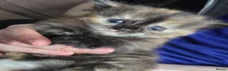 Mixed Breed cats for sale: Stunning tortie girls - Advert 3