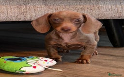 Miniature Dachshund dogs for sale: READY NOW MINI DACHSUND PUPS !!! - Image 1