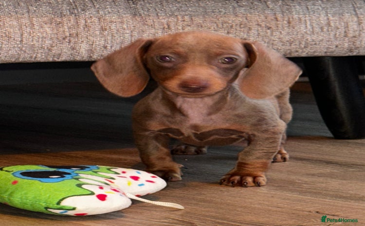 Miniature Dachshund dogs - Advert 16