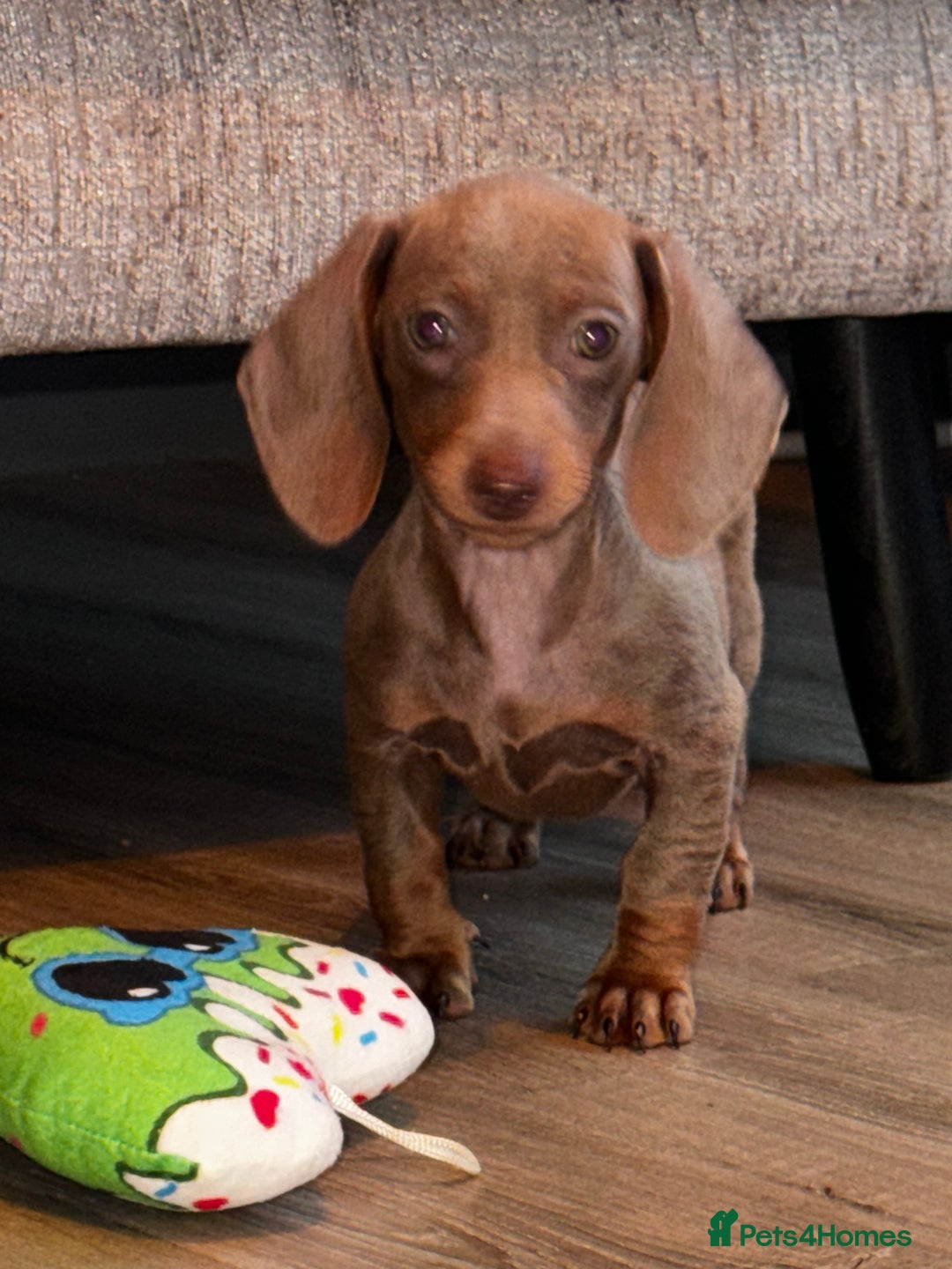 Miniature Dachshund dogs for sale: READY NOW MINI DACHSUND PUPS !!! - Image 1