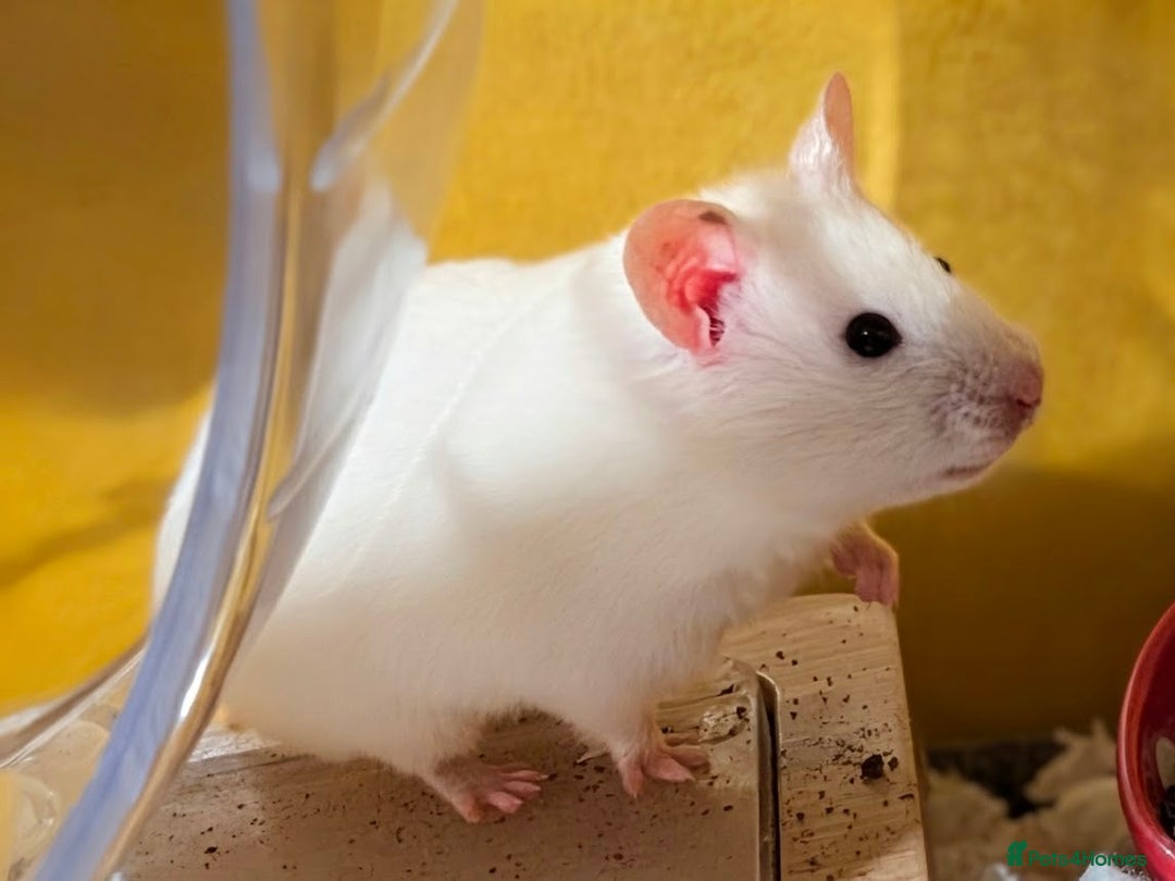 Hamster rodents for sale: Female Syrian Hamster for Adoption  - Image 4