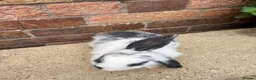 Mini Lop rabbits for sale: 1 male mini lop remaining 20 weeks old  - Advert 5