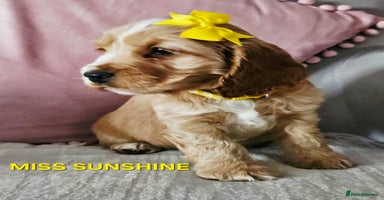 Cocker Spaniel dogs LAST ONE!! Golden Kc Show Type Cocker Spaniels. - Advert 11