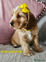 Cocker Spaniel dogs LAST ONE!! Golden Kc Show Type Cocker Spaniels. - Advert 11