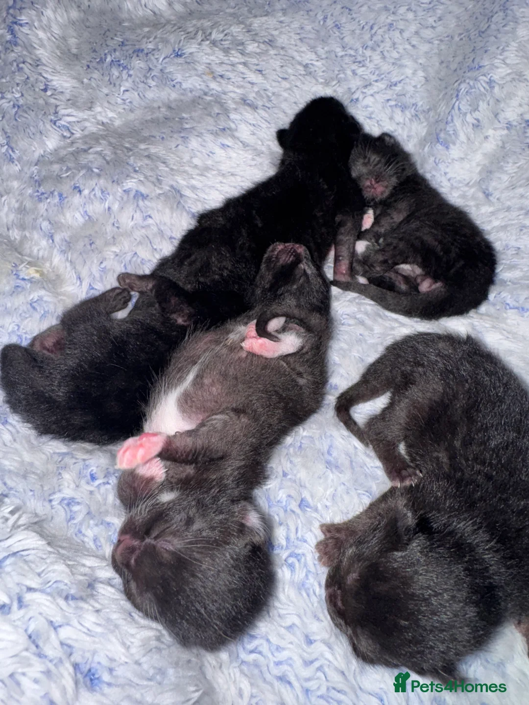 Ragdoll cats for sale: Ragdoll × British Shorthair Kittens - Advert 4