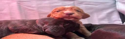 Cocker Spaniel dogs for sale: KC reg Working Cocker Spaniel Puppies  - Advert 12