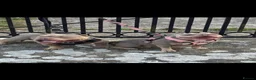 American Bully dogs for sale: American Pocket bully puppy’s  in Weymouth - Advert 7