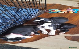 Boston Terrier dogs for sale: Stunning boston terrier puppies - Image 2