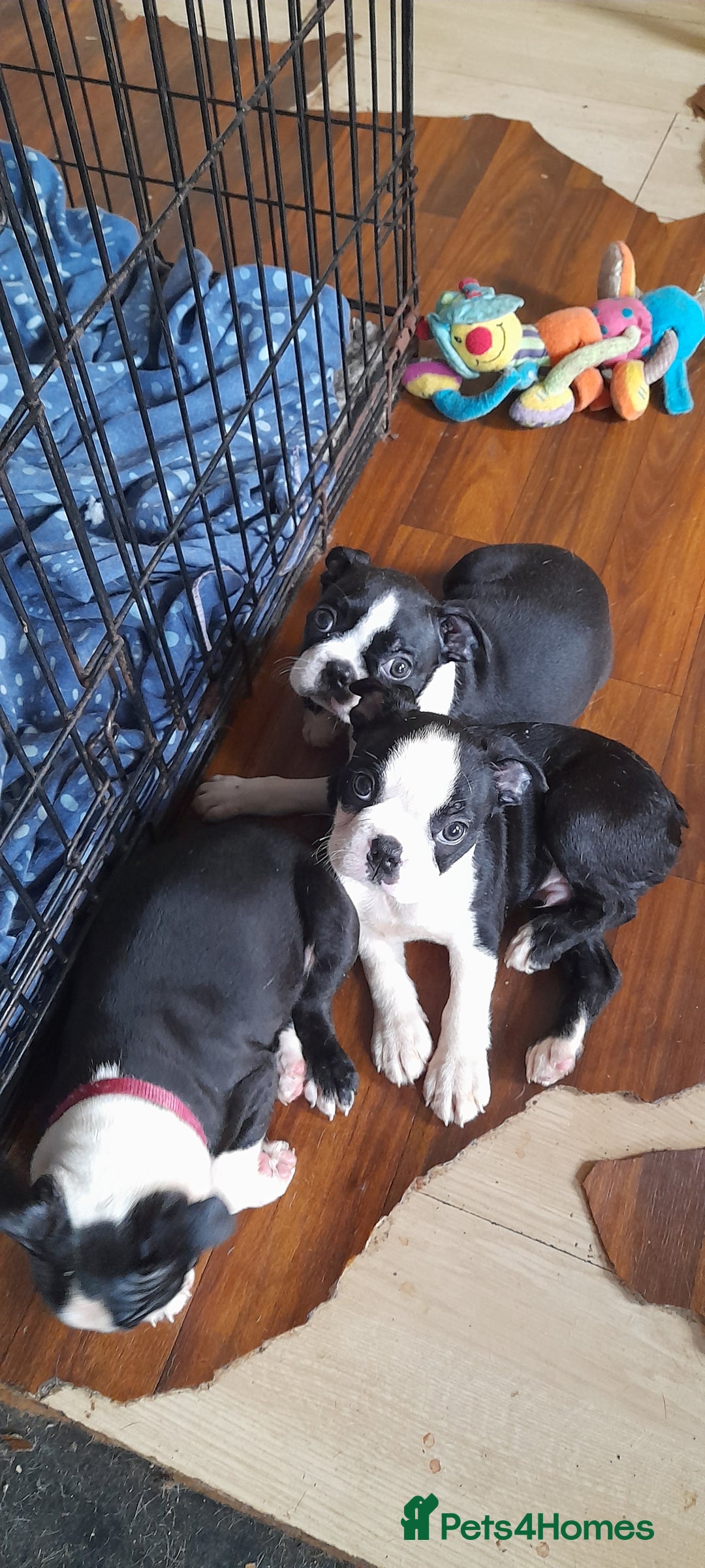 Boston Terrier dogs for sale: Stunning boston terrier puppies - Image 2