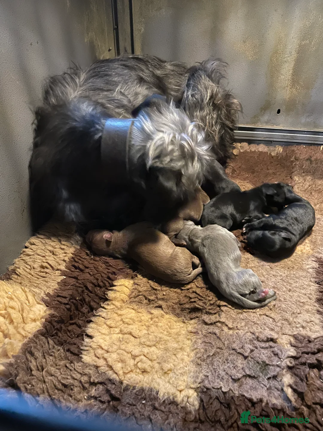 Bedlington Terrier dogs for sale: Pure Bedlington Whippet Puppies  - Advert 9