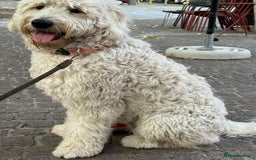 Goldendoodle dogs for sale: Goldendoodles F1, both parents hip scored          - Image 11