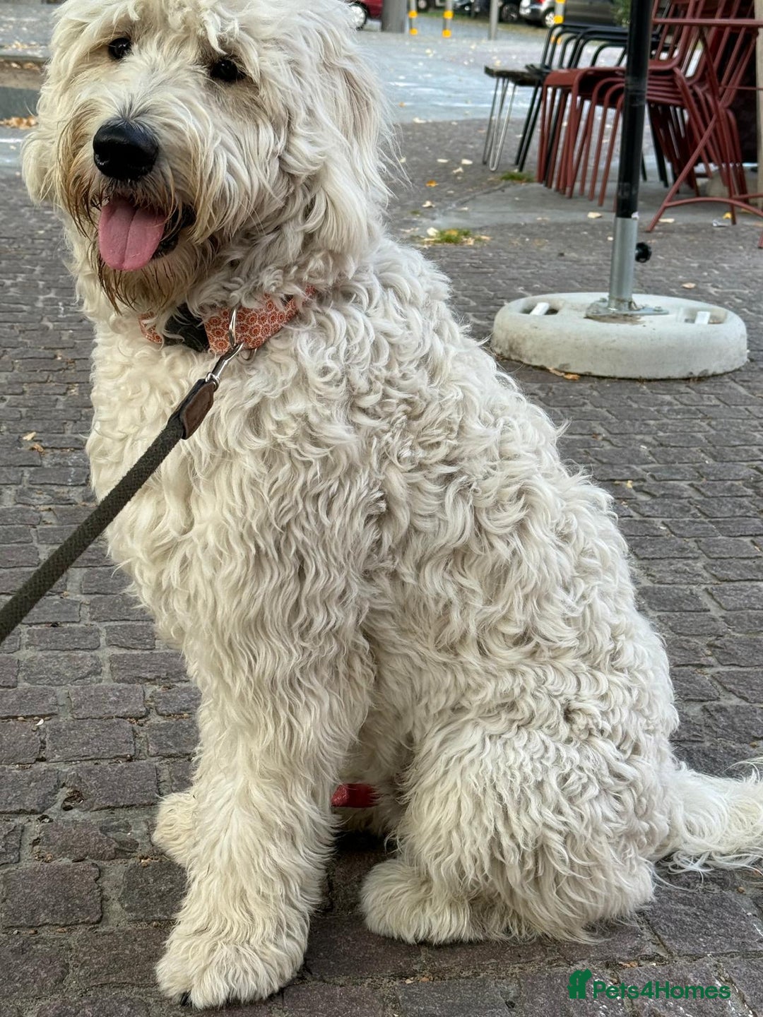 Goldendoodle dogs for sale: Goldendoodles F1, both parents hip scored          - Image 11