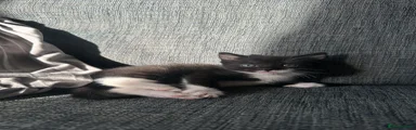 Mixed Breed 2