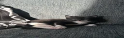 Mixed Breed cats for sale: 5 beautiful black tie/ ragdoll kittens for sale  - Advert 20