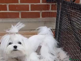 Maltese dogs Korean maltese stud - Advert 4