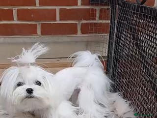 Maltese dogs Korean maltese stud - Advert 7