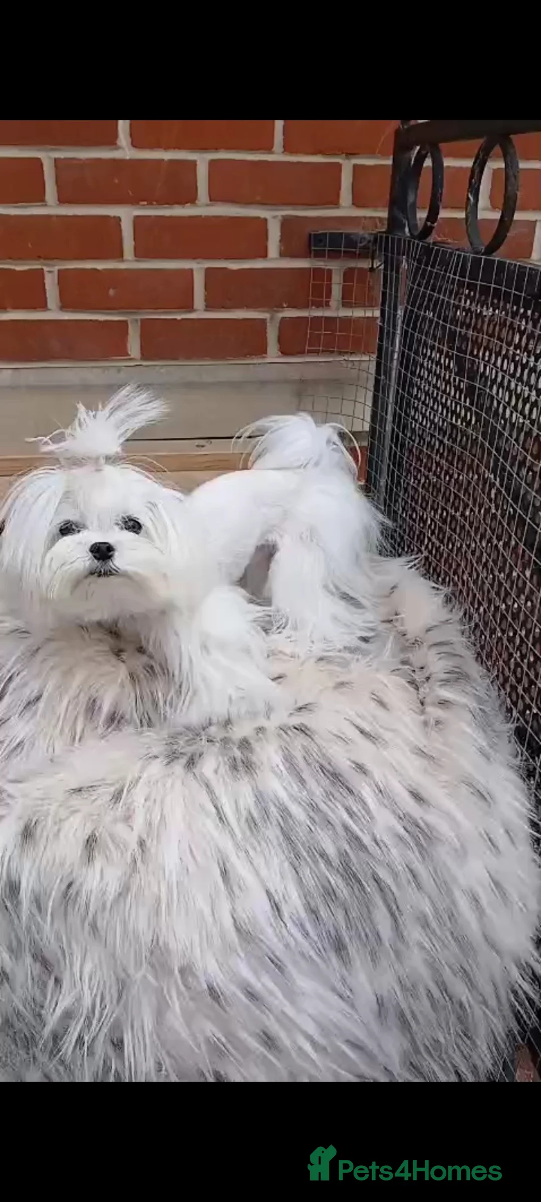 Maltese dogs for stud: Korean maltese stud - Advert 1