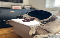 Mixed Breed dogs for sale: Ralph - 4 yr old Springer - Image 2