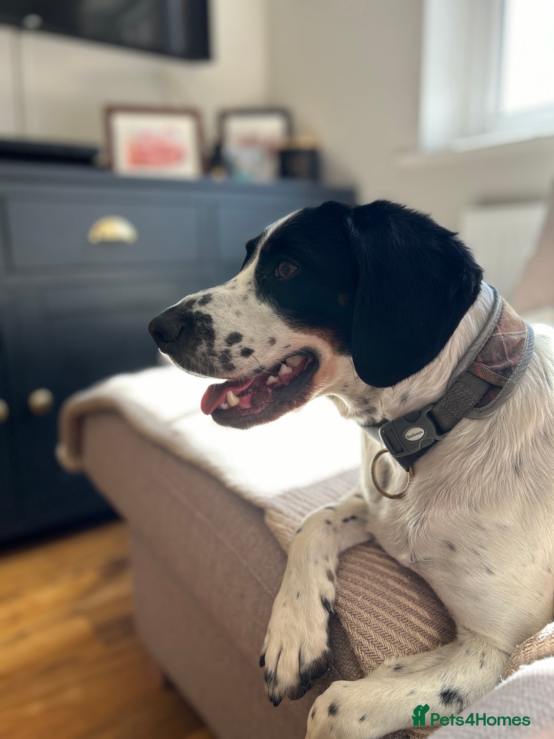 Mixed Breed dogs for sale: Ralph - 4 yr old Springer - Image 2