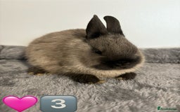 Netherland Dwarf rabbits for sale: * READY NOW x 3 x NETHERLAND DWARF BUNNIES 🐰 🏡 * - Image 6