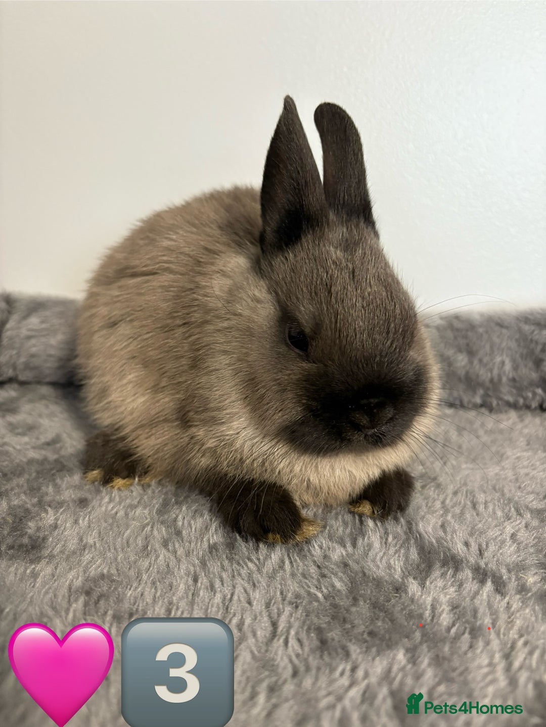 Netherland Dwarf rabbits for sale: * READY NOW x 3 x NETHERLAND DWARF BUNNIES 🐰 🏡 * - Image 6
