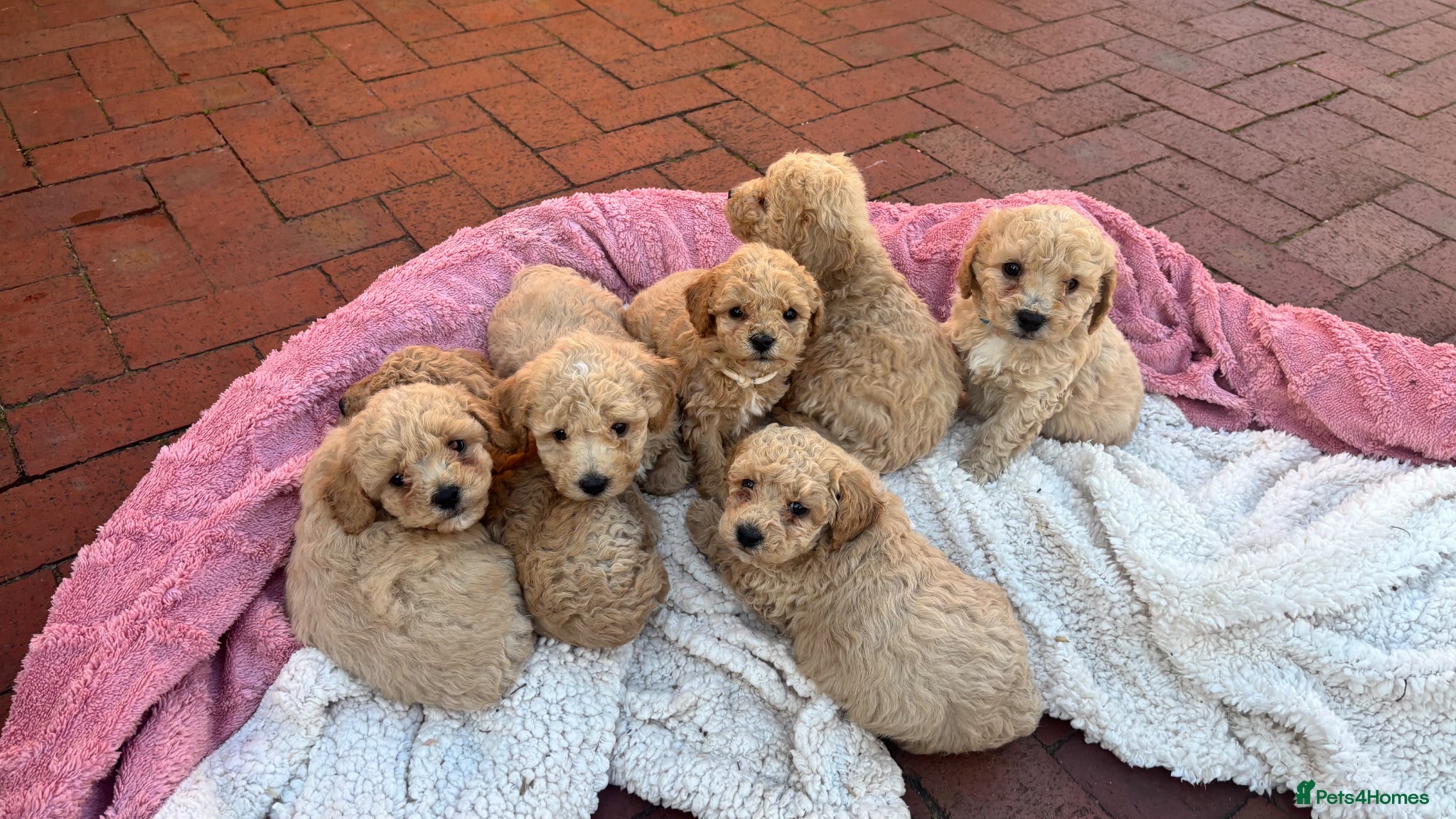 Poochon dogs Stunning health tested Poochon puppies - Advert 1