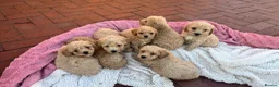 Poochon dogs for sale: Stunning health tested Poochon puppies - Advert 1