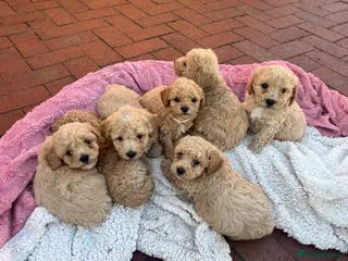 Poochon dogs Stunning health tested Poochon puppies - Advert 1