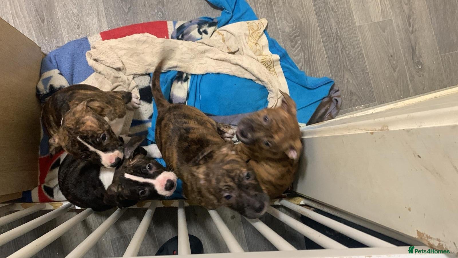 Staffordshire Bull Terrier dogs Two female small dogs and two male small dogs. - Advert 6