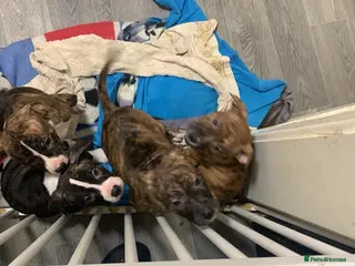 Staffordshire Bull Terrier dogs Two female small dogs and two male small dogs. - Advert 6