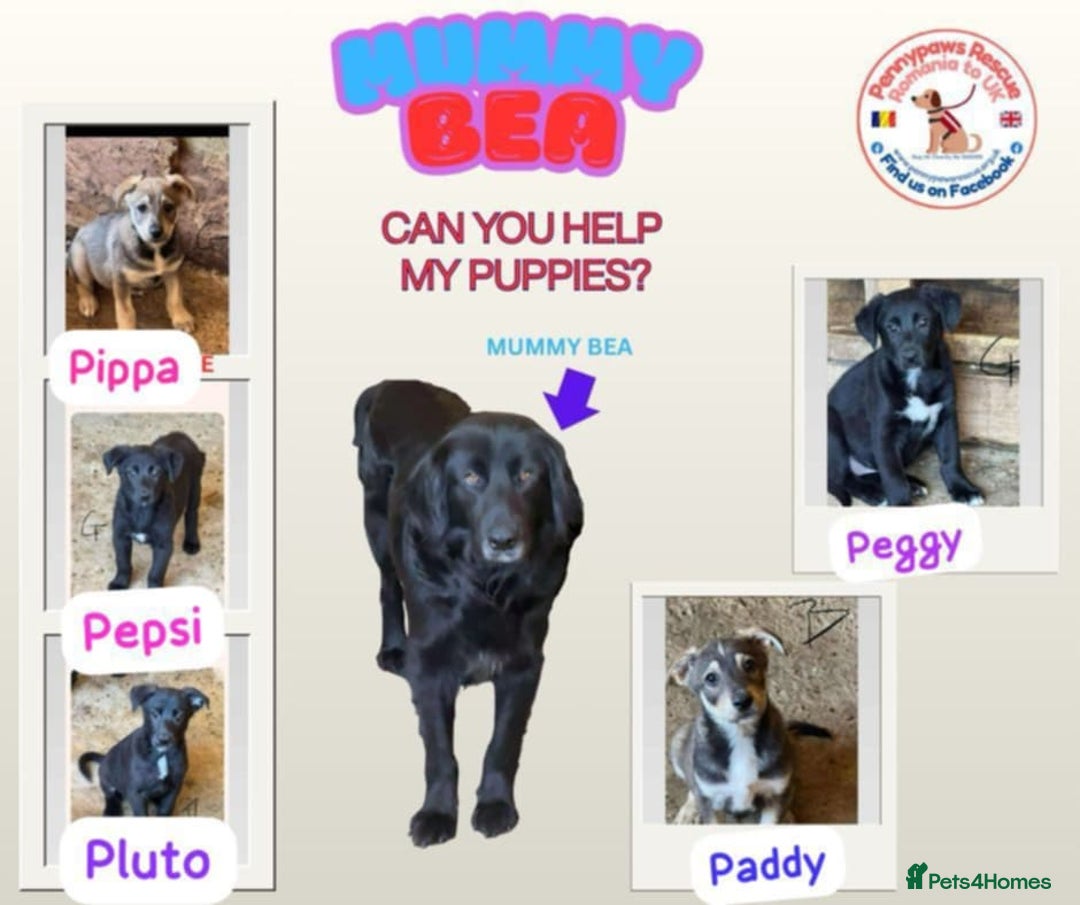 Mixed Breed dogs for adoption: 💝 💝🐾🐾INTRODUCING PUPPY GIRL PEPSI 🐾🐾🐾🐾🐾 - Image 2