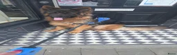 German Longhaired Pointer dogs for stud: 2 years old German Shepherd  - Advert 8