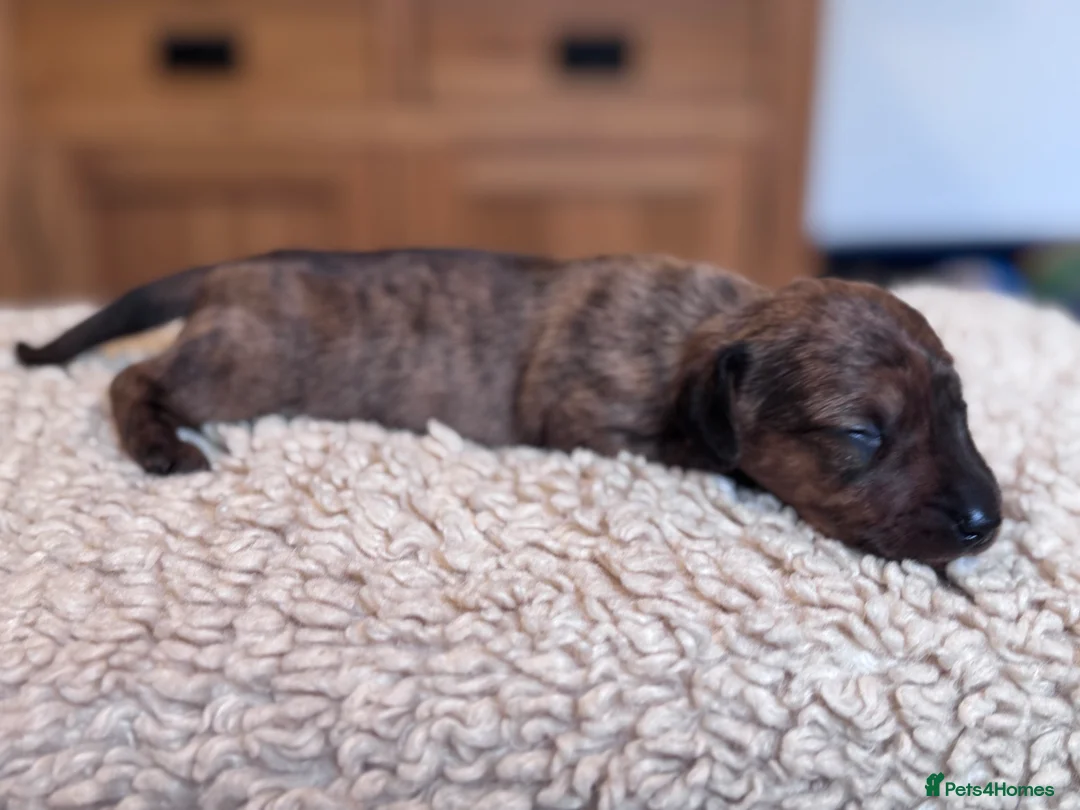 Miniature Dachshund dogs for sale: Gorgeous girls Mini Dachshund  - Advert 8