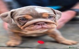 English Bulldog dogs for sale: Final Female English Bulldog available - Image 14