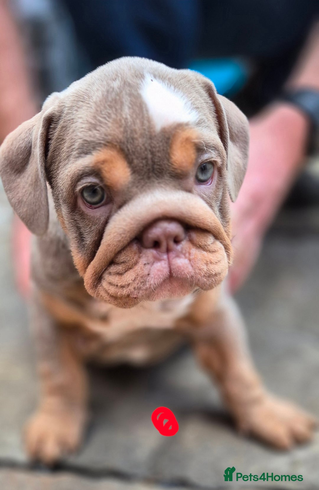 English Bulldog dogs for sale: Final Female English Bulldog available - Image 14