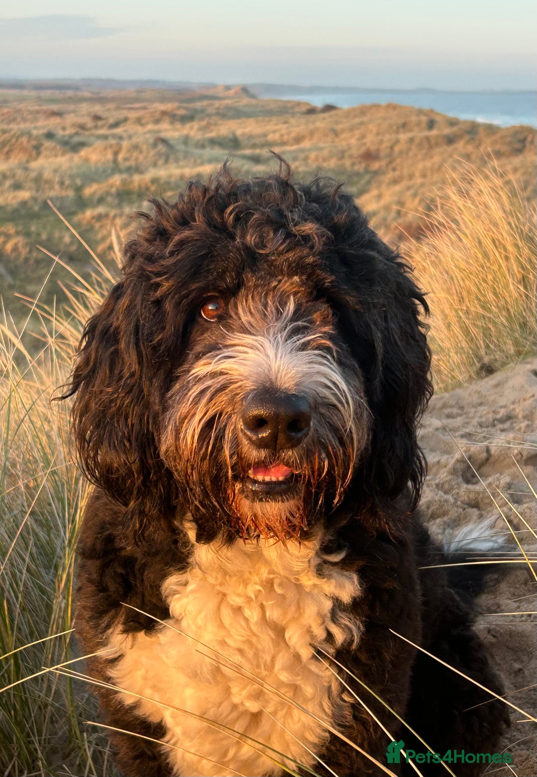 Bernedoodle dogs for sale: Expecting Litter End Feb 2026 - Newcastle  - Advert 3