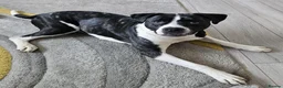 Boxer dogs for adoption: Quiet experienced home needed for boxer cross in Colchester - Advert 3